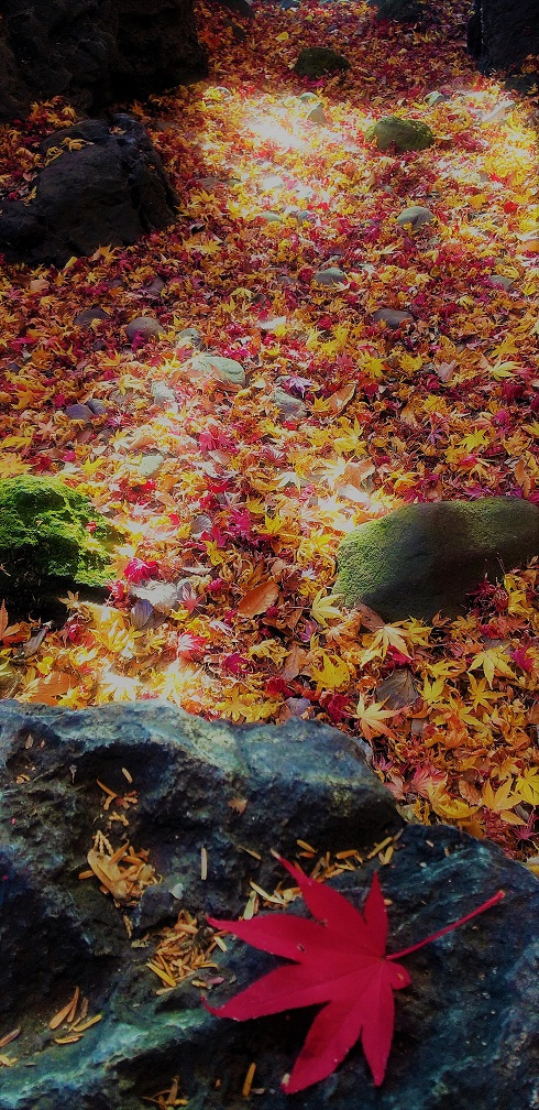 12月なのに……